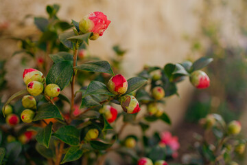 Beautiful scenery with delicate red roses in a full bloom in the garden on old wall background. High quality photo