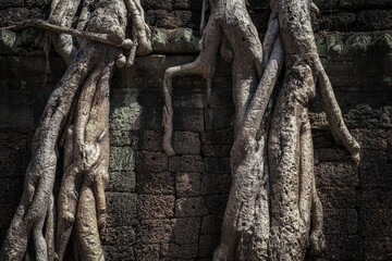 Close up of tree roots growing on Angkor Thom stone wall ruins in Cambodia Siem Reap horizontal