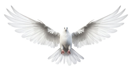 a white bird with wings spread