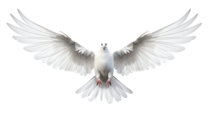 a white bird with wings spread