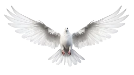 Foto op Plexiglas a white bird with wings spread © Dumitru