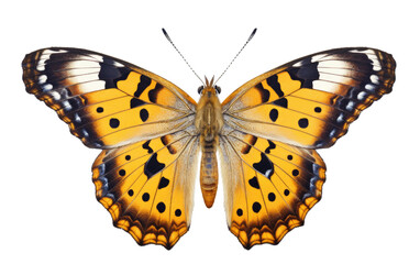 Elegant Painted Lady Butterfly on Transparent Background
