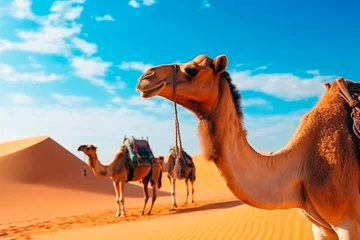 Rolgordijnen camels in the desert for tourists © Cecilia