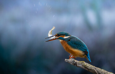 Eisvogel  nach erfolgreichen Tauchen