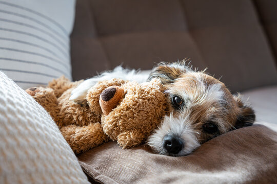 Ein kleiner Terrier Hund mit einem Teddyb&auml;r im Arm liegt auf einer Couch. Freundschaft, niedlich.