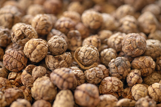 Dried seed herb, Amomum villosum Lour. Bustard cardamom, Tavoy cardamom,Zingiberaceae, Thai Asian dry herbal alternative medicine.