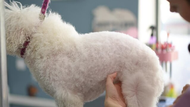 A female groomer combs and at the same time blow-dries the paw of a white Bichon Frise dog, which stands on a grooming table in a modern grooming salon. Close-up.