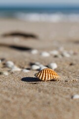 Conchas en la arena de la playa