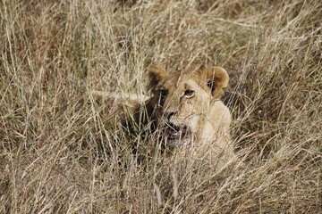 Joven león en la sabana