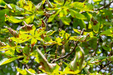 horse chestnut leaves affected by brown spot or rust. horse chestnut disease close-up. damage to...