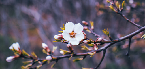 Close up blooming white apricot on branch photo. Blossom festival in spring morning.