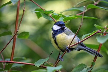 bird tit in the wild