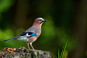 Jay on a tree in the wild