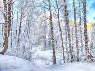 Beautiful forest and park with birch trees covered with snow on a winter day with blue sky. Natural landscape in cold nice weather