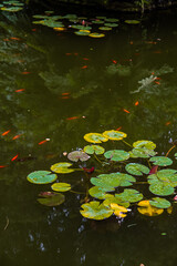 lilies in the pond