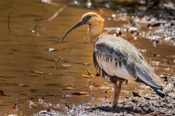 Brazilian Savannah Bird
The birds of Brazil are very beautiful and have many colors.