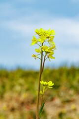 春のおとづれを告げる菜の花