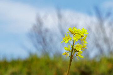 春のおとづれを告げる菜の花