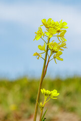 Obraz premium 春のおとづれを告げる菜の花