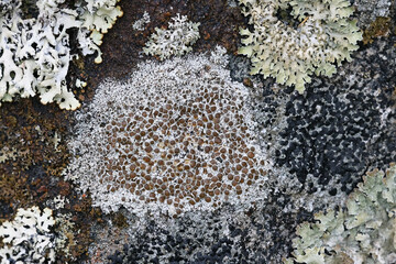 Naklejka na ściany i meble Lecanora campestris, a rim lichen growing on limestone in Finland