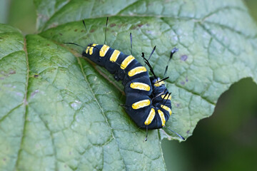 Alder moth, Acronicta alni, black larva with yellow stripes