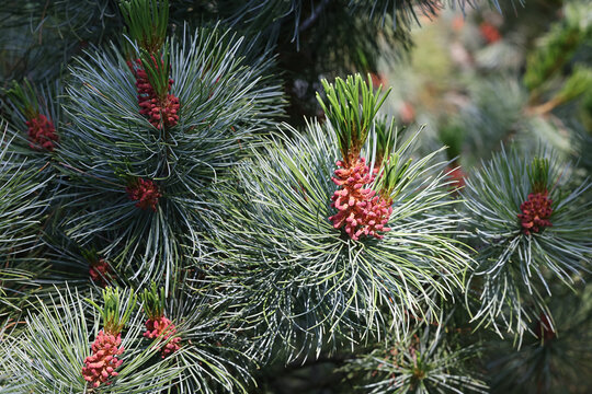 Siberian dwarf pine, Pinus pumila, also known as dwarf Siberian pine or dwarf stone pine
