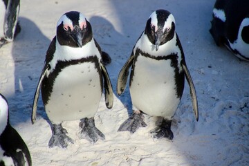 penguin, south africa, beach