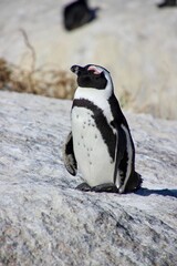 Naklejka premium penguin, south africa, beach