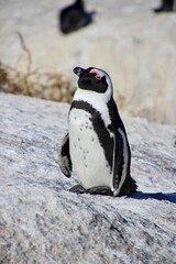penguin, south africa, beach