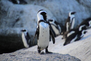 penguin, south africa - obrazy, fototapety, plakaty