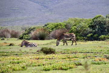 zebra, south africa, 