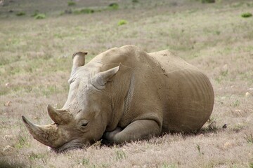 Obraz premium rhino south africa
