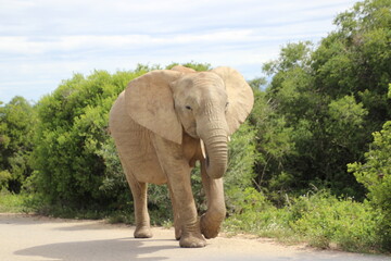 Fototapeta na wymiar elephant, south africa