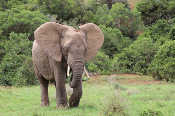 Naklejka na ściany i meble elephant, south africa