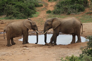 Fototapeta premium elephant, south africa