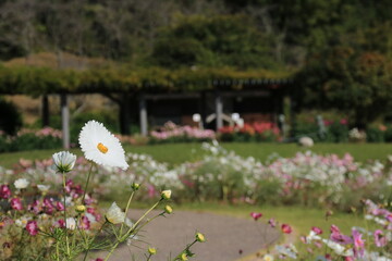 満開のコスモス畑の中に咲く白いコスモス(兵庫県立フラワーセンター)