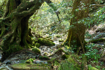 Trail from Takatsuka Hut to Shiratani Unsui Gorge on Yakushima Island
