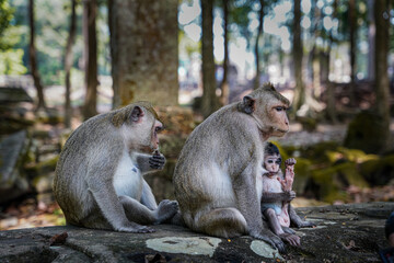 Naklejka na ściany i meble Two monkey mothers feeding baby monkey infant in Angkor Wat Asia