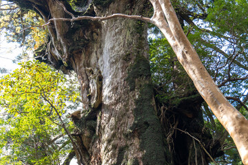 Trail from Takatsuka Hut to Shiratani Unsui Gorge on Yakushima Island
