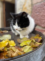 Gato sobre un barril.