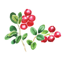  Watercolor hand painted illustration of cowberry , red berries, cowberries, red huckleberry ,red bilberry , foxberry, red whortleberry , watercolor illustration	