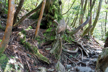 Trail from Takatsuka Hut to Shiratani Unsui Gorge on Yakushima Island
