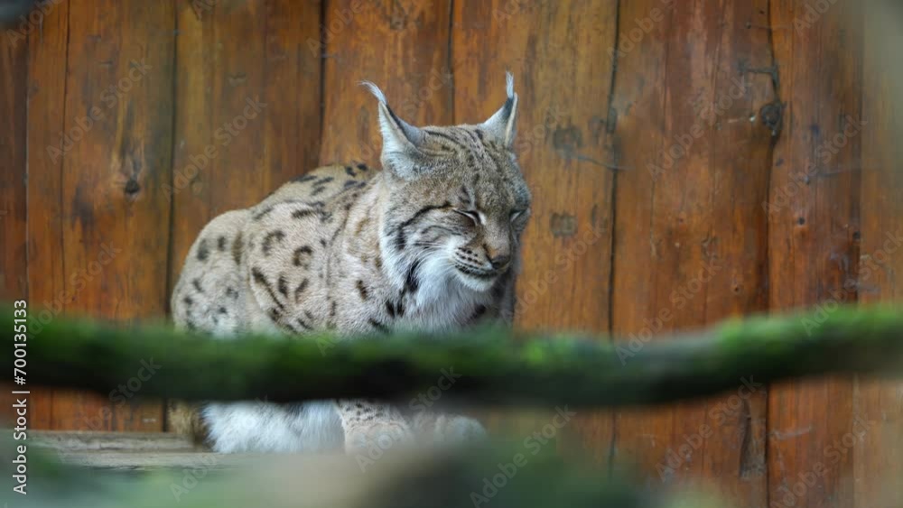 Wall mural Video of Eurasian lynx in zoo