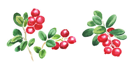  Watercolor hand painted illustration of cowberry , red berries, cowberries, red huckleberry ,red bilberry , foxberry, red whortleberry , watercolor illustration	