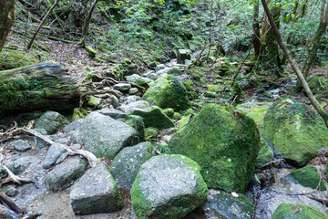 Trail from Takatsuka Hut to Shiratani Unsuikyo Ravine on Yakushima Island