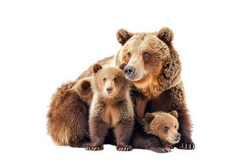 Fototapeta premium Family brown bear isolated on white