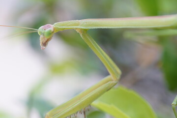 is a praying mantis with macro shooting, has good detail, with a blurry background