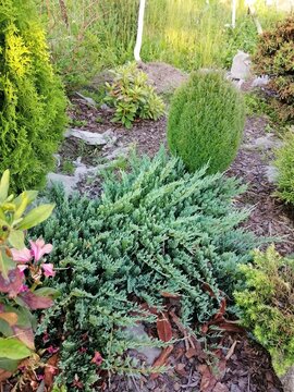 Juniperus squamata Holger in a coniferous nursery garden. Landscape design