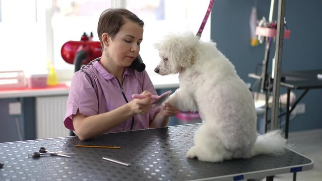 Professional female groomer combs a dog's paw with a brush and dries it with a hairdryer. White Bichon Frize dog in a grooming studio