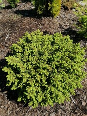a low-growing cushion-shaped coniferous shrub with many small branches. Decorative Picea abies Little Gem in the garden on a sunny spring day. Floral wallpaper.